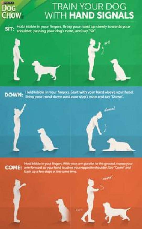 how-to-teach-a-dog-sign-language-omg-pet-stuff