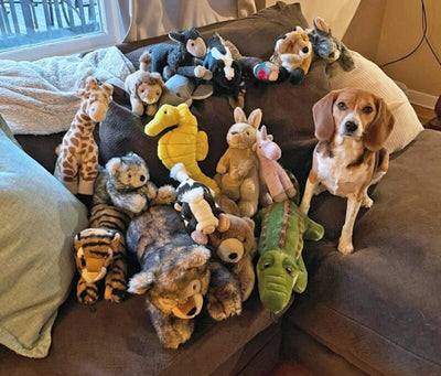 How Many Toys Should A Dog Have?