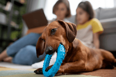 Why Do Dogs Chew Toys On You?