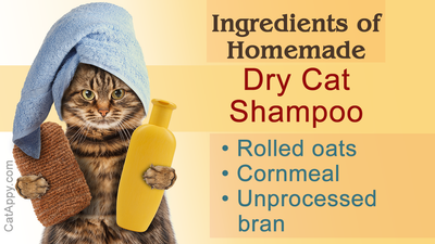 How To Make Shampoo For Cats?