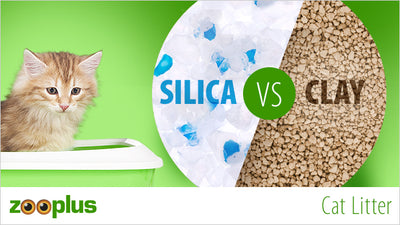 Crystal Cat Litter Vs Clay: Which Is Better For You?