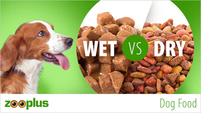 Should My Dog Eat Wet Or Dry Food?