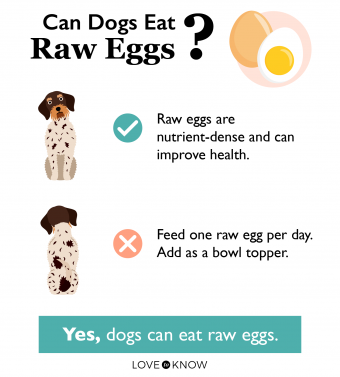 Can I Mix Raw Egg With Dog Food?