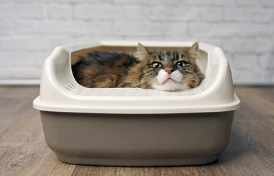 Why Is Cat Lying In Litter Box?