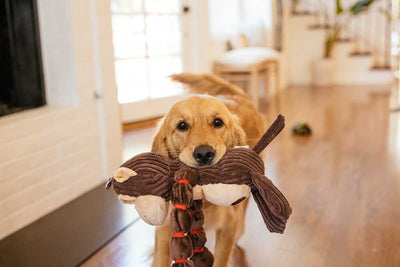 Why Do Dogs Bring You Their Toys?