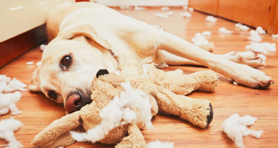Why Do Dogs Rip Up Toys?