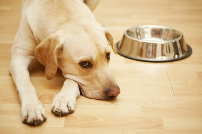 Can A Dog Be Allergic To Grain Free Food?