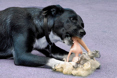 What Happens If A Dog Eats Rubber Toy?