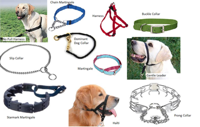 Are Choke Collars Bad For Dogs?