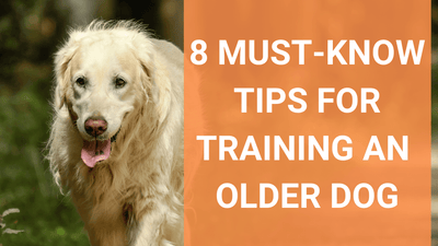 Can An Old Dog Be Trained?