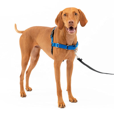 What Is A No Pull Dog Harness?