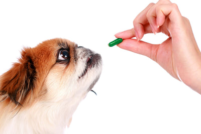 Can Dogs Take Human Vitamins?