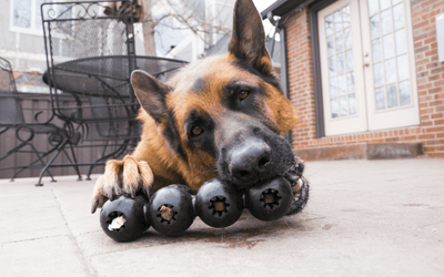 Are Kong Dog Toys Indestructible?