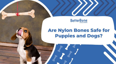 Are Nylon Toys Safe For Dogs?