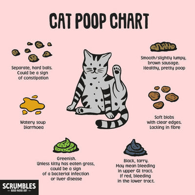 Does Wet Food Make Cats Poop More?