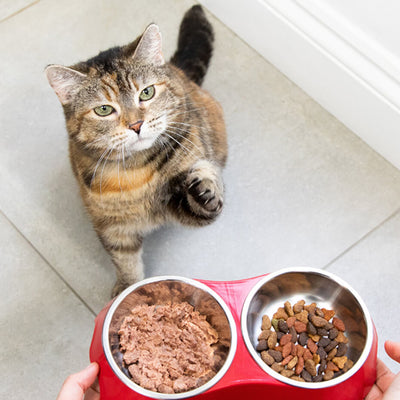 Why Doesnt My Cat Like Wet Food?