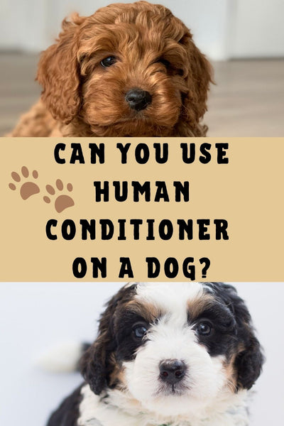 Is Human Conditioner Safe For Dogs?