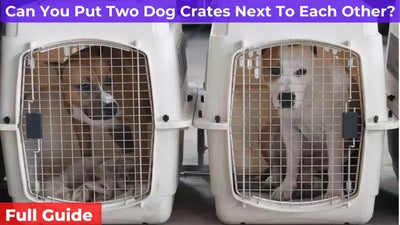 Can You Put Two Dog Crates Next To Each Other?