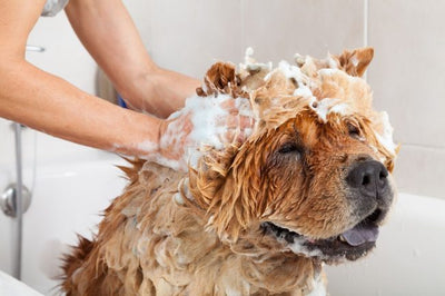 Can You Bathe A Dog With Human Shampoo?