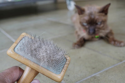 How To Clean Cat Brush?