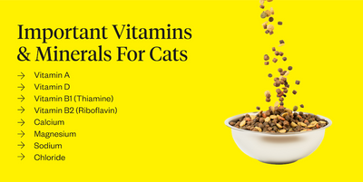 Do Cats Need Supplements?
