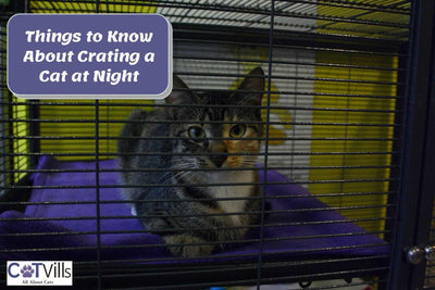Can You Crate Cats Overnight?