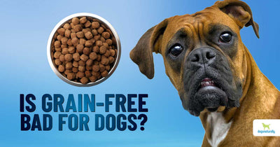 Is Grain Free Dog Food Bad For Puppies?