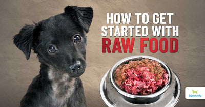 How To Start Feeding Dog Raw Food?