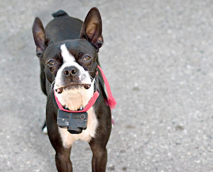 Do Shock Collars Make Dogs Aggressive?