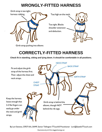 How Does A Dog Harness Work?