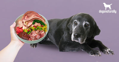 What Makes Senior Dog Food Different?