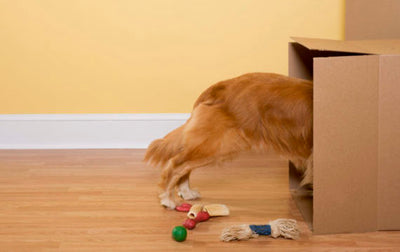 Why Do Dogs Hide Toys?