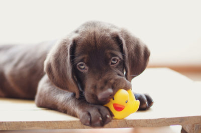 Why Do Dogs Like Squeky Toys?