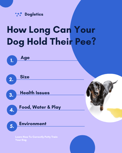 How To Train Dog To Hold Bladder Longer?