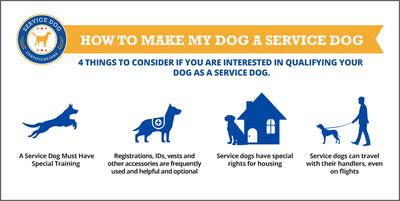 How To Train Your Dog For A Service Dog?