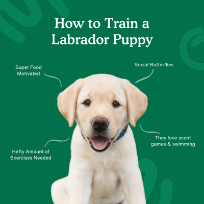 How To Train Labrador Dog At Home?