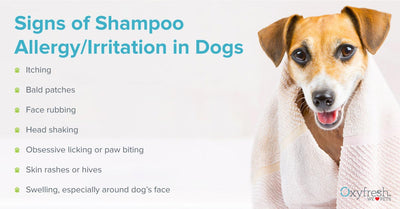 Can I Use My Shampoo On My Dog?