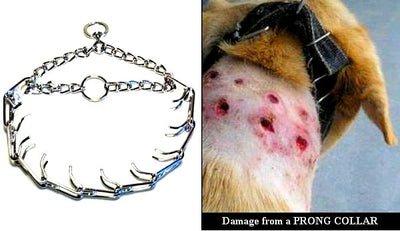 Do Pinch Collars Hurt Dogs?
