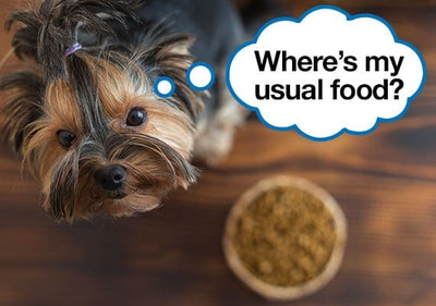 How To Get A Picky Dog To Eat Dry Food?