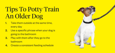 Can You Potty Train An Older Dog?