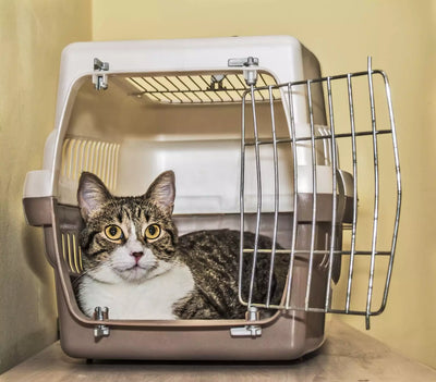 Crate Training For Cats: Building Positive Associations And Reducing Anxiety