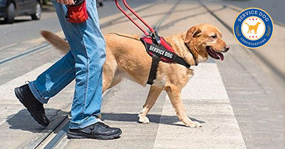 Do Service Dogs Have To Be On A Leash?