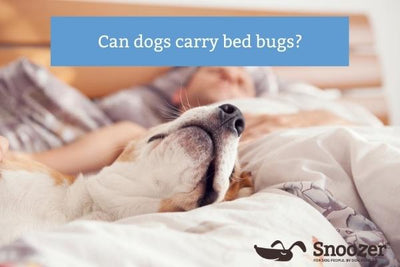 Can Dogs Bring In Bed Bugs?