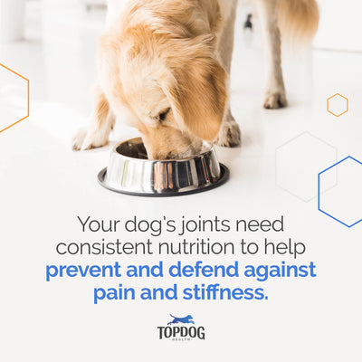 When Should I Give My Dog Joint Supplements?