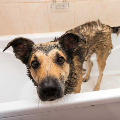 Can I Use Native Shampoo On My Dog?