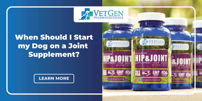 When Should I Start My Dog On Joint Supplements?