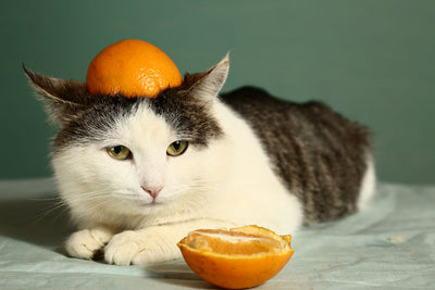 How Much Vitamin C To Give A Cat?