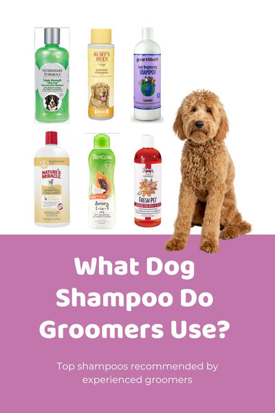 What Shampoo Do Dog Groomers Use?