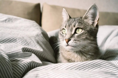 15 Signs Your Cat Needs A New Bed