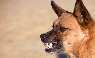 Can You Train An Older Aggressive Dog?